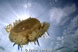 Jellyfish with sun behind by Javier Sandoval 